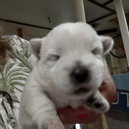 Girl 3 - White female West Highland White Terrier puppy in Edinburg, Texas from Mel’s Westies