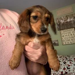 Girl 1 Dark Dapple - Dapple female Dachshund puppy in Swanton, Ohio from Mighty But Mini Dachshunds