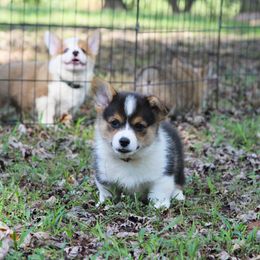 Red Collar - Black and tan male Pembroke Welsh Corgi puppy in Fair Grove, Missouri from Cross D Ranch Corgis