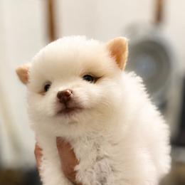 Buzz - Cream parti male Pomeranian puppy in Mc Henry, Illinois from Pomeranians