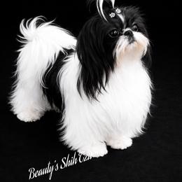 Sugar - Shih Tzu
