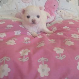 Hedi Ho - Cream and white female Chihuahua puppy in Palm Coast, Florida from Pampered Chihuahuas