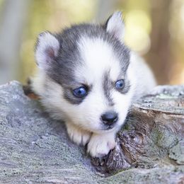 Hera - Wolf sable female Pomsky puppy in Moultonborough, New Hampshire from Foxfire Arctic Spitz