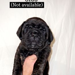 Cane Corso Puppies from Rock Creek Cane Corso