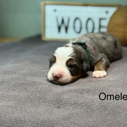 Omelet - Blue merle male Bernedoodle puppy in El Campo, Texas from Little Fur Friends Bernedoodles