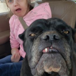American Corgis and Cane Corso from Crazy Women Northern Guardians