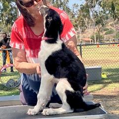 Lena - Black and tan female Borzoi puppy in Alpine, California from Wildwood Hounds