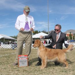 Golden Retriever All Grown Up from Briton Goldens