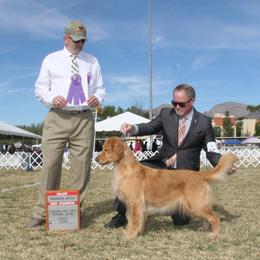 Golden Retriever All Grown Up from Briton Goldens