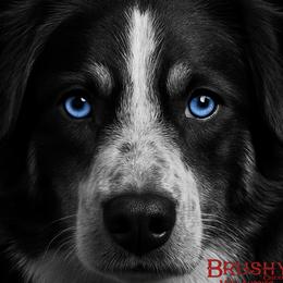 RAYNE - Miniature Australian Shepherd