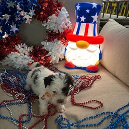 Orange collar - Cream female Havanese puppy in Crestview, Florida from Debbie’s Doggone Havanese Doghouse LLC