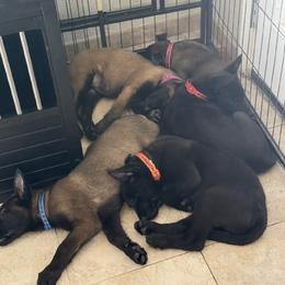 Belgian Malinois and German Shepherd Puppies from Sun Valley Malinois