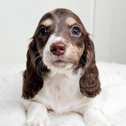 Daiquiri - Piebald female Dachshund puppy in Redding, California from Jean & Mae Doxies