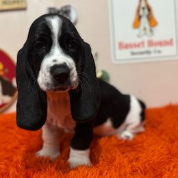 Stealer - Black and white male Basset Hound puppy in Pilot Mtn, North Carolina from Lowdown Love Basset Hounds