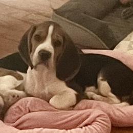 Flashy - Black red and white male Beagle puppy in Huntington Beach, California from Epic Beagles