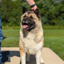 Mocha - Akita