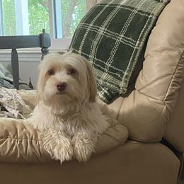 Cassie - Havanese