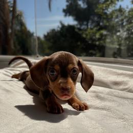 Lando - Chocolate and cream male Dachshund puppy in San Diego, California from Enchanted little dachshunds