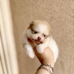 Drizzle - Cream parti male Pomeranian puppy in Eagle Pass, Texas from Texas Tumbleweed Poms