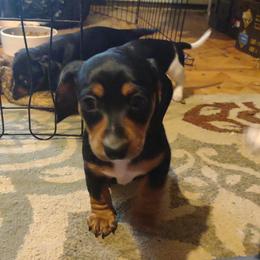 Dachshund and Poodle Puppies from Norman's Mini doxies