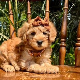 Brown - Red  female Goldendoodle puppy in Hesperia, Michigan from Red Acres Poodles & Doodles