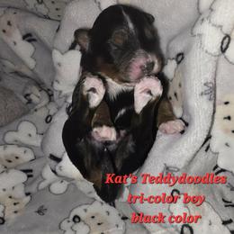 Boy 1 - Tri-color male Bernedoodle puppy in Schertz, Texas from Kat's Teddydoodles