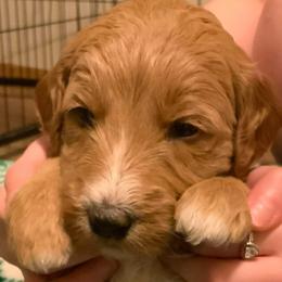 Bubbles - teal collar - Apricot female Goldendoodle puppy in Puyallup, Washington from Dawnie’s Doodles