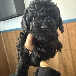 Susan - Black female Cavapoo puppy in River Falls, Wisconsin from Dottie's Doodles