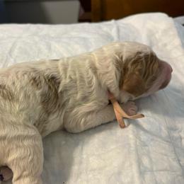 Dutchess - Parti female Poodle puppy in Port Saint Lucie, Florida from Abbott Standard Poodles