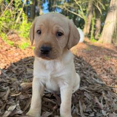 YELLOW FEMALE (green) - Yellow female Labrador Retriever puppy in Summit, South Carolina from Southern Pine Labradors