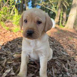 YELLOW FEMALE (green) - Yellow female Labrador Retriever puppy in Summit, South Carolina from Southern Pine Labradors