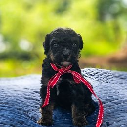 Jett - Tri-color male Bernedoodle puppy in Russell Springs, Kentucky from 270 Doodles