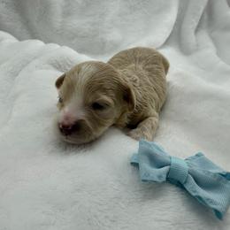 Boy 2 - Apricot male Maltipoo puppy in Turlock, California from 209PuppiesCaliforniaMaltipoo