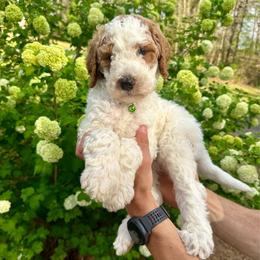 Joe - Parti male Goldendoodle puppy in Taylorsville, North Carolina from Doggone Dixie Doodles