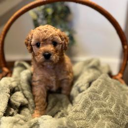 Millie - Apricot female Cavapoo puppy in Englewood, Ohio from Hart’s Cavapoos