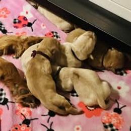 Second Pick Female - Golden female Golden Retriever puppy in Big Lake, Alaska from Birchwood Goldens