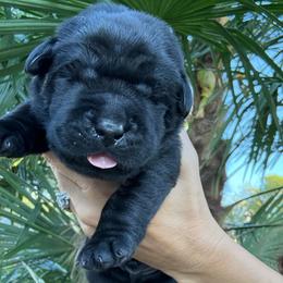 Louie - Black male Dilute Retriever puppy in Orangevale, California from NorCal Silver & Coal Labradors
