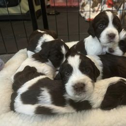 English Springer Spaniel Puppies from Epoch English Springer Spaniels