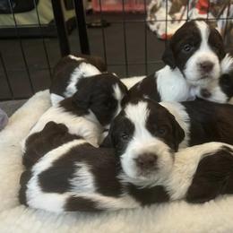 English Springer Spaniel Puppies from Epoch English Springer Spaniels