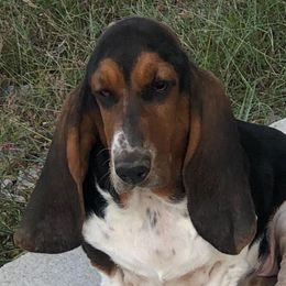 Basset Hounds from Sugar Hills Basset Hounds