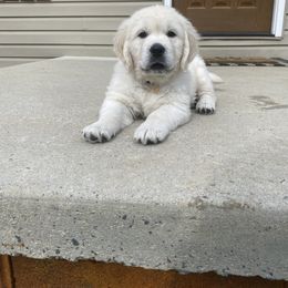 Golden Retriever Puppies from Life is Golden Retrievers