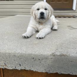 Golden Retriever Puppies from Life is Golden Retrievers
