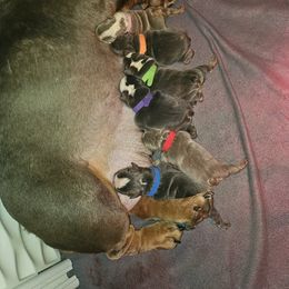 Bulldog puppies from Diamond Deluxx Frenchies