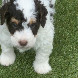 Brown and white girl - Parti female Assorted Doodle Crosses puppy in Bedford, Pennsylvania from Dans Doodlez