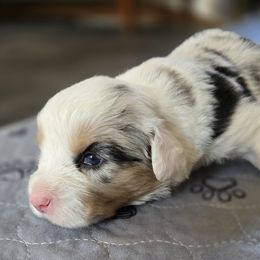 Cardigan Welsh Corgi Puppies from Savage Family Farm