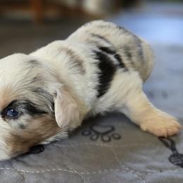 Cardigan Welsh Corgi Puppies from Savage Family Farm