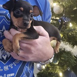Black and Tan Girl 2 - Black and rust female Miniature Pinscher puppy in Blossvale, New York from CNY Miniature Pinschers
