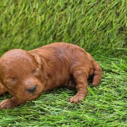 Sushi - Red male Maltipoo puppy in San Diego, California from Maltipoos SD