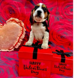 Gray Collar-Bodie - Black tan and white male Beagle puppy in Las Vegas, Nevada from Hound Kings