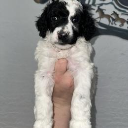 Elphaba - Parti female Poodle puppy in Chino Valley, Arizona from Whiskey Row Royals